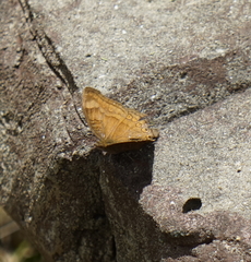 Junonia hedonia