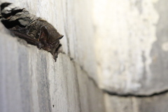 Barbastella barbastellus