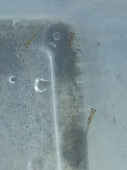 Gobiopterus macrolepis