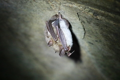 Myotis bechsteinii