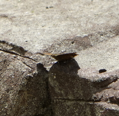 Junonia hedonia