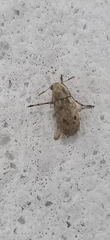 Anthribinae