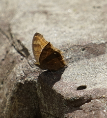 Junonia hedonia