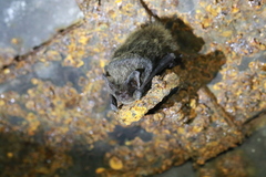 Barbastella barbastellus