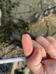 Gobiopterus macrolepis