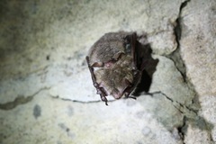 Myotis bechsteinii