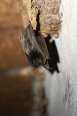 Barbastella barbastellus