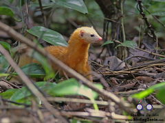 Mustela nudipes