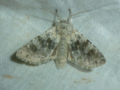 Polymixis rufocincta