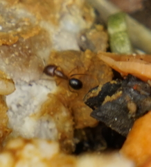 Camponotus
