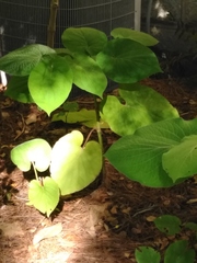 Aristolochia macrophylla