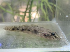 Glossogobius