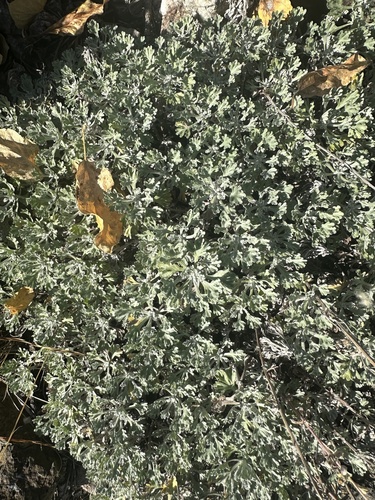 Alaska Wormwood (Artemisia alaskana)