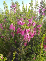 Erica diaphana