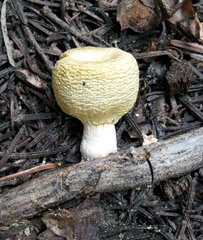 Pholiota nubigena