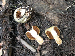 Pholiota nubigena