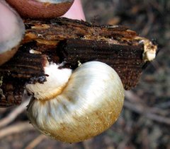 Pholiota nubigena