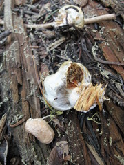 Pholiota nubigena