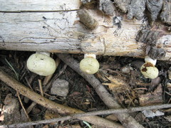 Pholiota nubigena