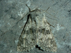 Polymixis rufocincta