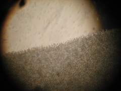 Entoloma holoconiotum