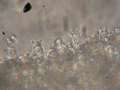 Entoloma holoconiotum