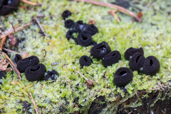 Pseudoplectania nigrella