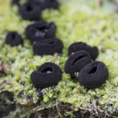 Pseudoplectania nigrella