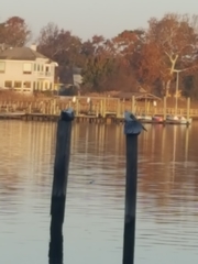 Pelecanus occidentalis