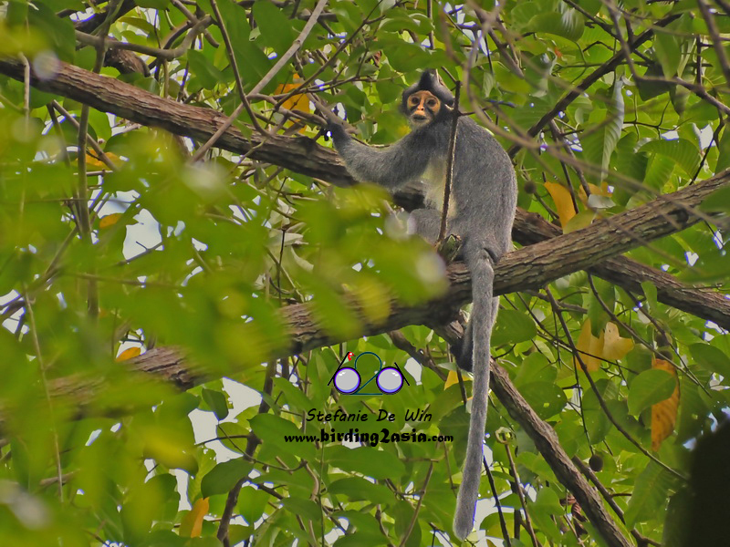Sabah Grizzled Langur