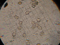 Entoloma holoconiotum