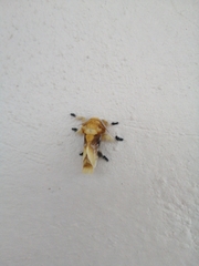 Megalopyge xanthopasa