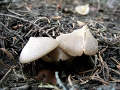 Entoloma holoconiotum