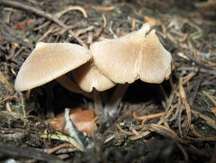 Entoloma holoconiotum