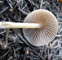 Entoloma holoconiotum