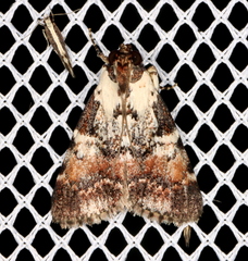 Orthaga rubridiscalis