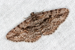 Boarmia suasaria