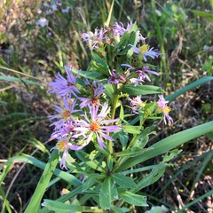 Symphyotrichum elliottii