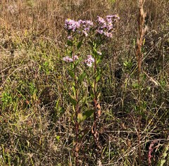 Symphyotrichum elliottii