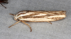 Xylorycta austera