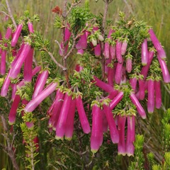 Erica diaphana