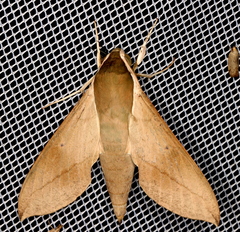 Theretra indistincta