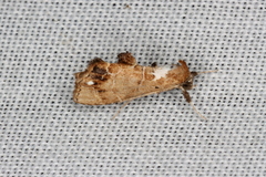 Arrade leucocosmalis