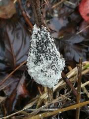 Fuligo cinerea
