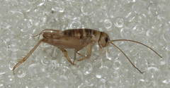 Gryllomorpha
