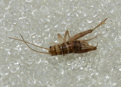 Gryllomorpha