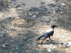 Corvus cornix