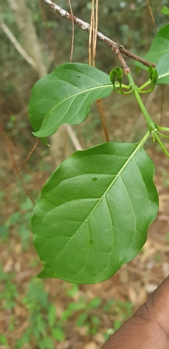 Rytigynia syringifolia image