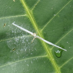 Argiope