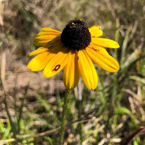 Rudbeckia hirta var. angustifolia